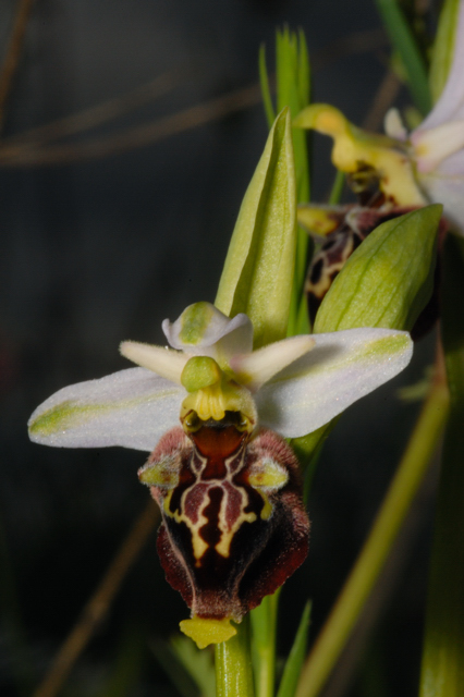 Ophrys fuciflora ...strane